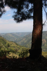 Tribuna de oriente