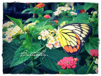 butterfly