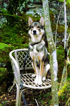 there's an abandoned garden chair in the forest