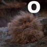 FIZZGIG O RLY?