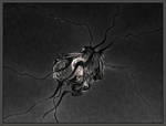Feelers Lost their Colors by gannjondal