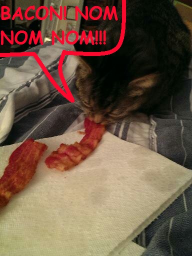 Daisy (My cat) meme 1 .:BACON!!:.