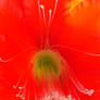0001_RED_FLOWER