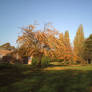 Worksop Library Autumn Scene