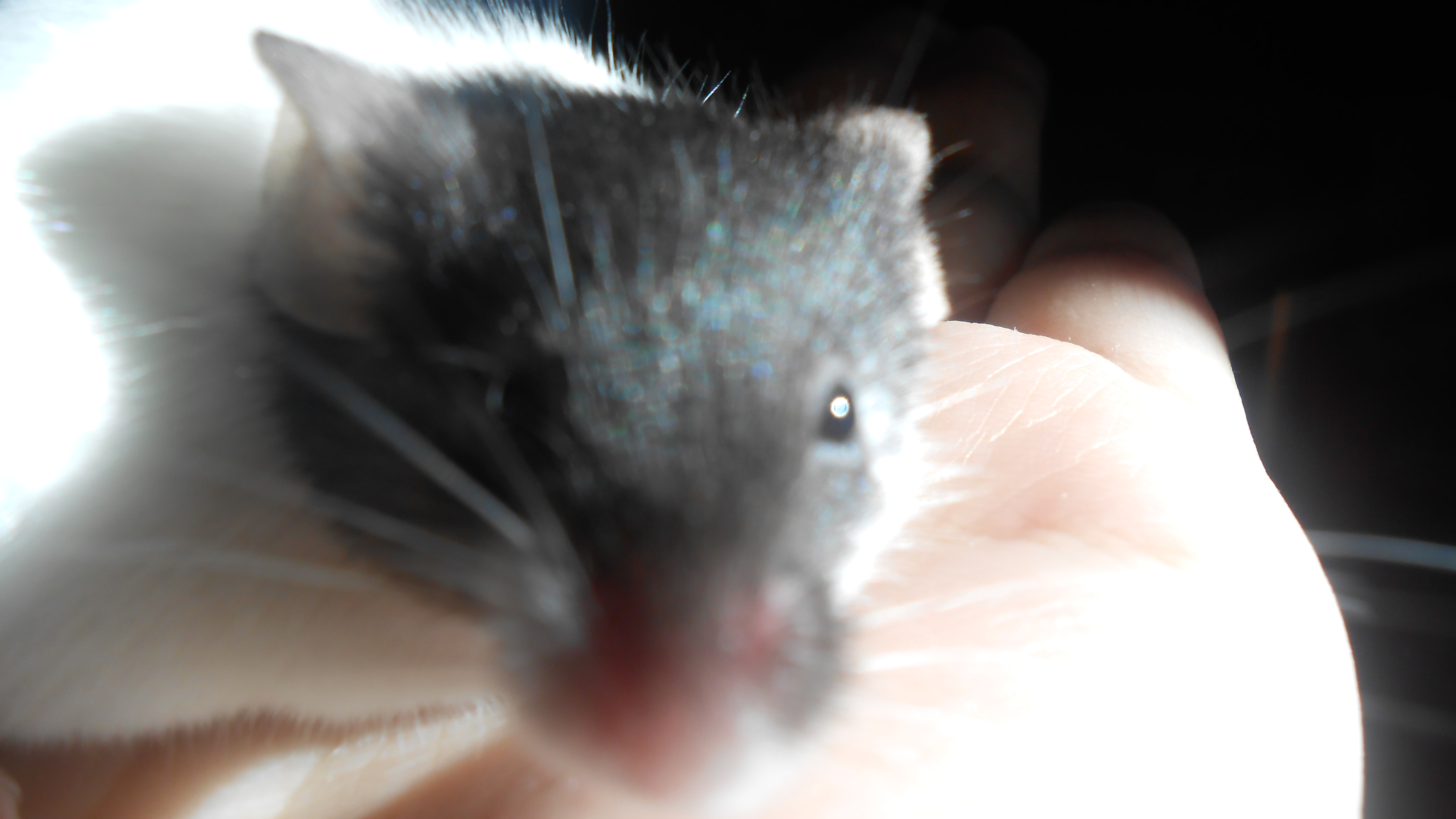 Dan my mousey