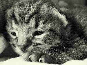 Kitten Love by BarbaraAguilar Kitten Love by BarbaraAguilar
