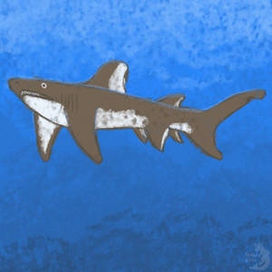 Day 6: Sand Tiger Shark