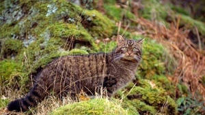 Scottish Wildcat 10