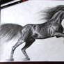 Friesian horse sketch