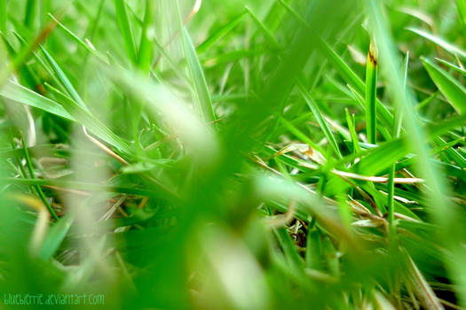 grass of plains 2