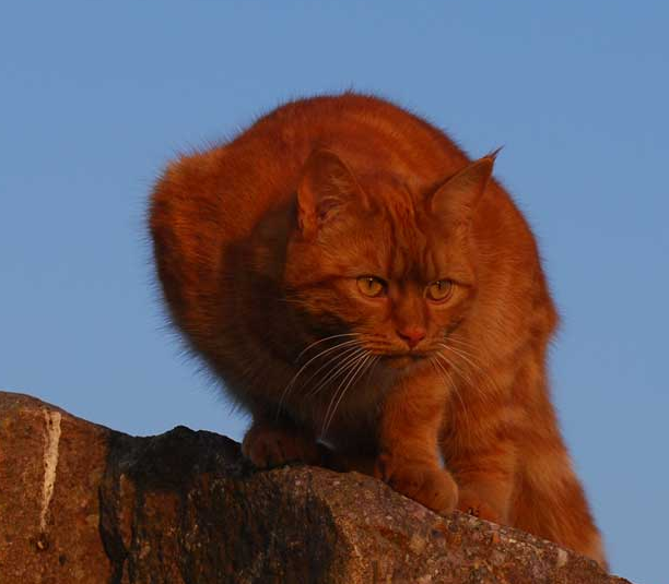 Dark ginger deals cats