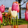 macro tulips