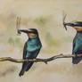 bee-eaters