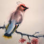 waxwing