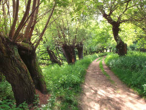 amongst the willows by jennomat amongst the willows by jennomat