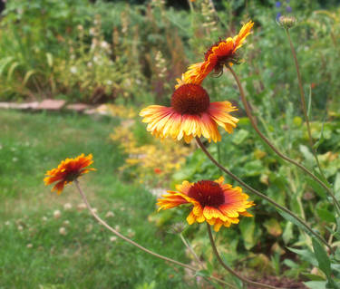 blanket flowers II