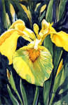 yellow iris by jennomat