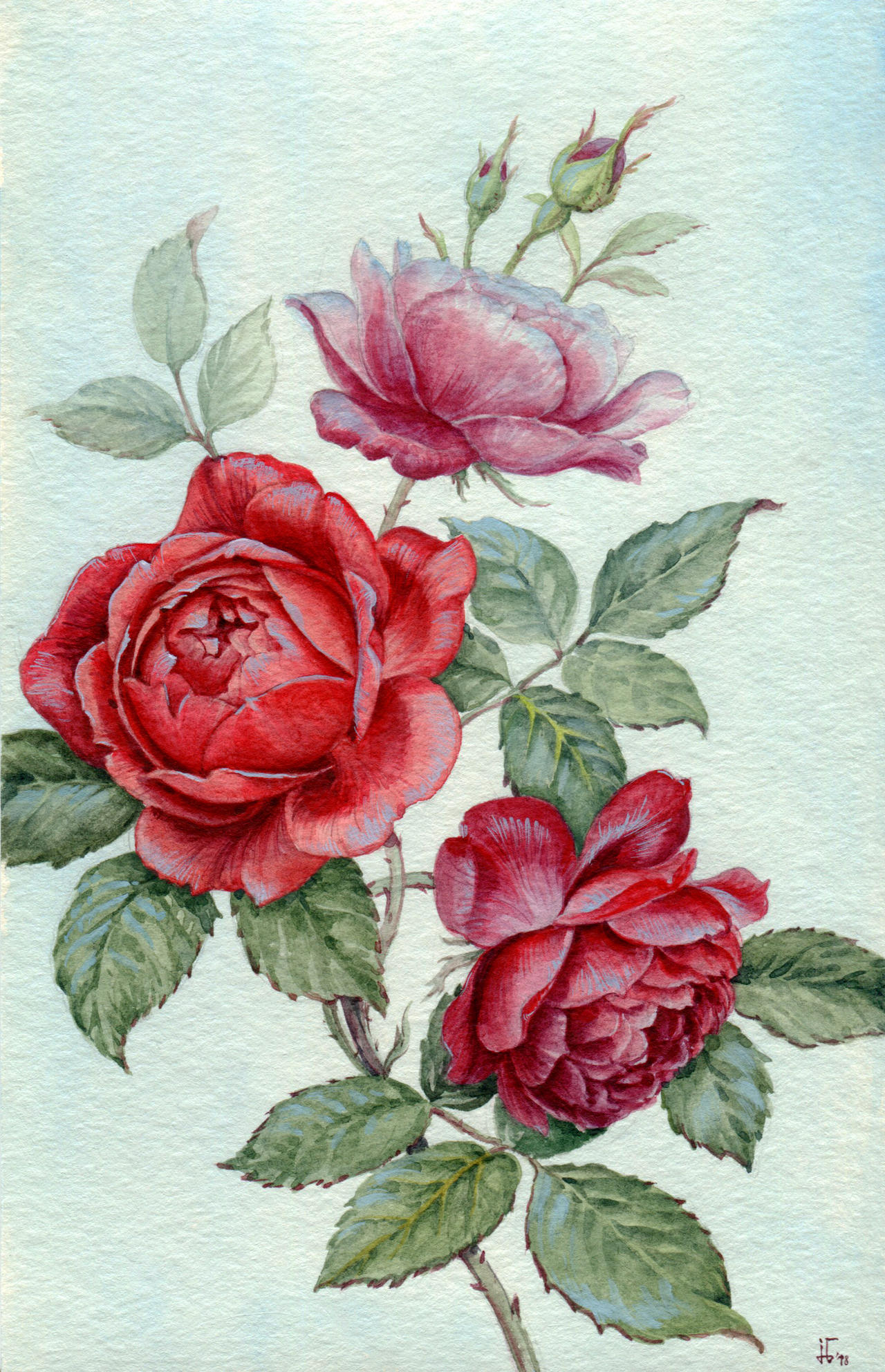 red roses by jennomat on DeviantArt
