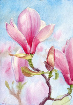 Magnolia