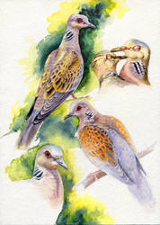 Turtle Dove Water Colour Sketches