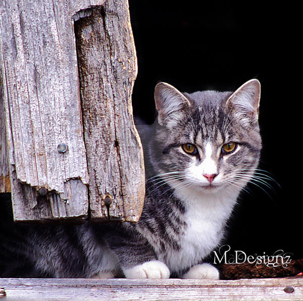 Angel With Whiskers