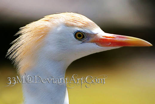 Ever Notice How Birds Look Like People