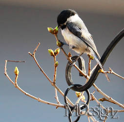 Chickadee Dee Dee Loves My Lilacs