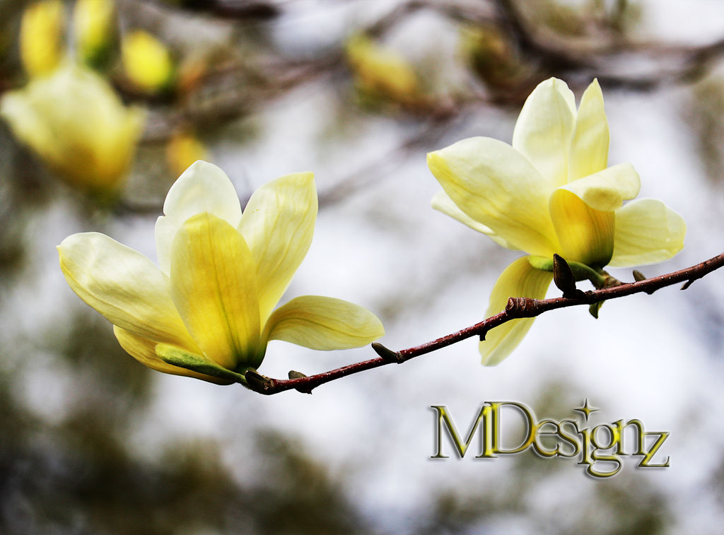 Lemon Yellow Magnolia