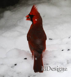 Tough Little Cardinal In The Blizzard