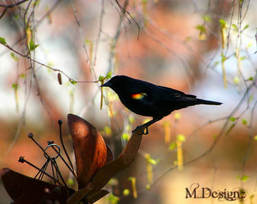 Its A RedWing Blackbird Spring