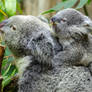 Mother and Baby Koala