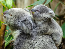 Mother and Baby Koala