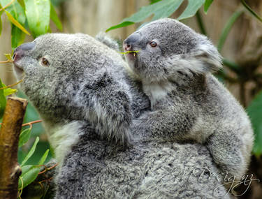 Mother and Baby Koala