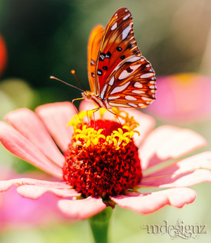 Healing Renewal In The Fields and Forest
