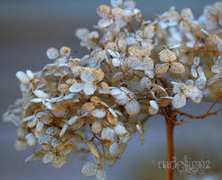 Sylvias Mother Says Sylvias Happy