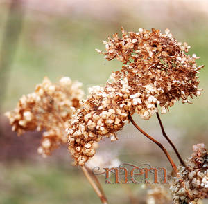 Winter Weeds