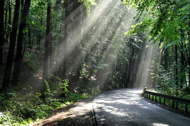 Sunshine in the forest