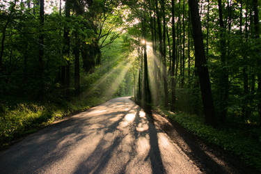 Road in the woods