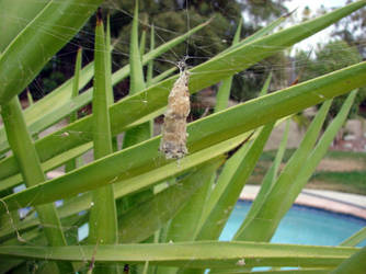 House Hung by Web