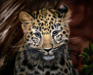 Drawing Amur Leopard