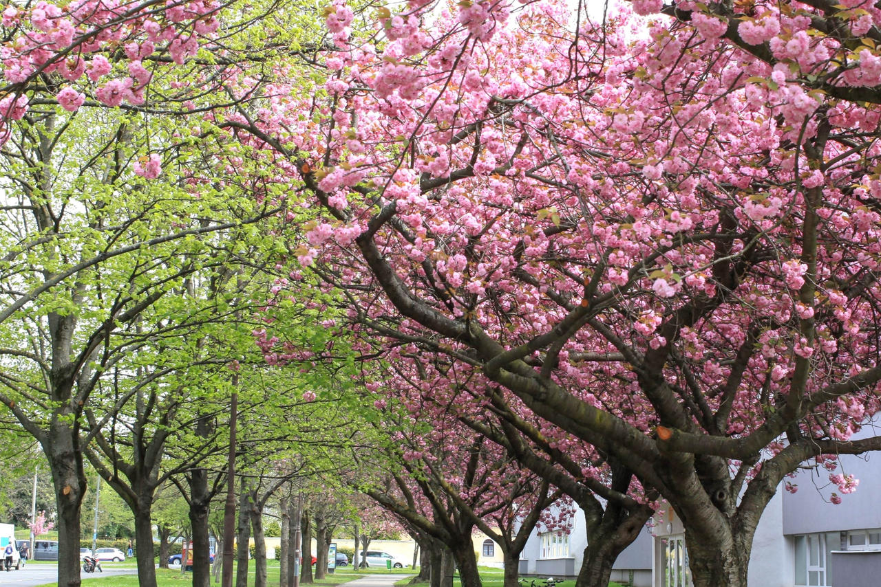 Spring perspectives 16. by artandencounters on DeviantArt