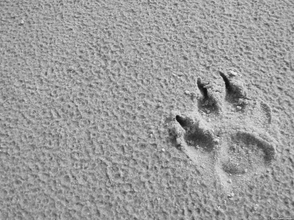 Paw in Sand  - greyscale