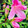 Azalea blossoms up 