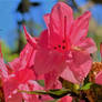 Pink Azalea of Spring