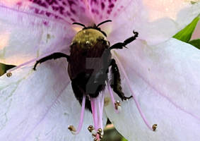 Dazzlin's Nature Shots-