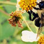 Dazzlin's Nature Shots-