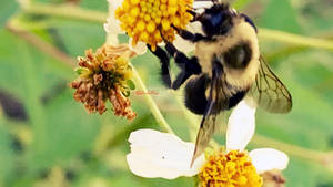 Dazzlin's Nature Shots-