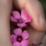 Dazzlin's Nature Shots-Florals in hand