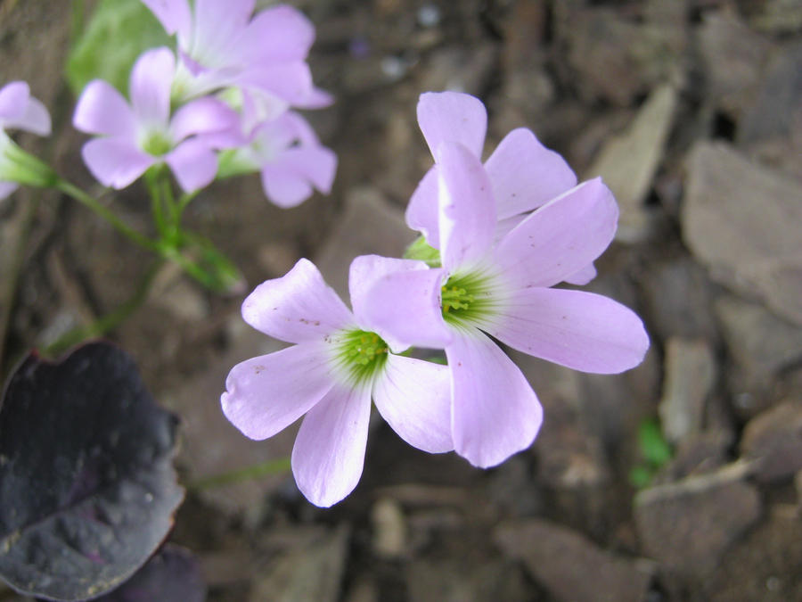 quickshots 5: violet flowers