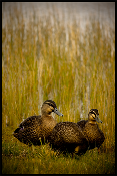 + Ducks On The Pond +